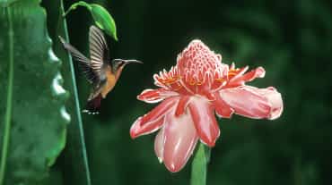 Un colibri vole sur place à proximité d’une fleur rose
