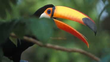 Un toucan géant assis sur une branche dans la forêt tropicale