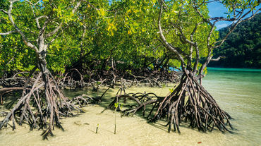 Mangrove aux Célèbes (Sulawesi)