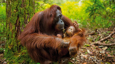 Orang-outan avec son bébé à Bornéo