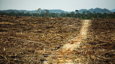 Des terres déboisées devant la forêt tropicale intacte