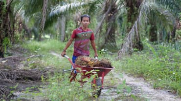 Un jeune Indonésien marche avec une brouette remplie de fruits de palmier à huile