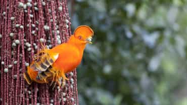 Coq-de-roche orange (Rupicola rupicola)