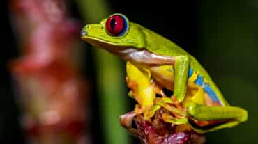 Une rainette aux yeux rouges (Agalychnis callidryas) assise sur une fleur