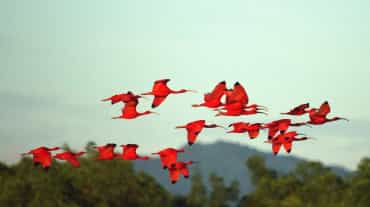 Un groupe d’ibis rouges en vol