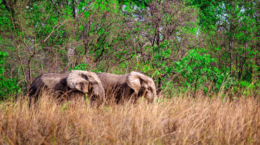 Eléphants de savane d’Afrique (Loxodonta africana) dans le parc national de Mole (Ghana)