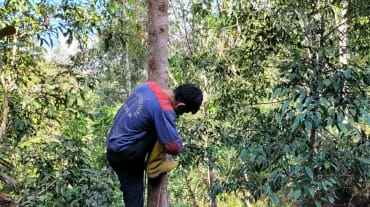 Arbre à benjoin (Styrax benzoin) cultivé dans le nord de Sumatra
