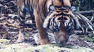 Tigre de Sumatra capturé par un piège photographique