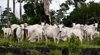 Elevage de bovins dans la forêt amazonienne déboisée