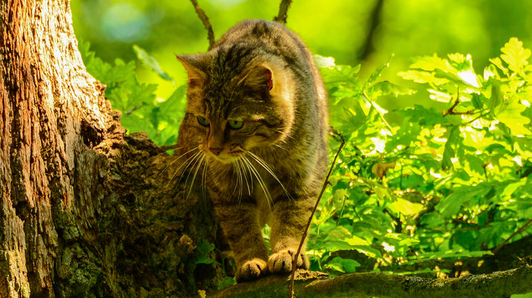 Chat sylvestre (Felis silvestris silvestris) appelé également chat forestier ou chat sauvage d’Europe