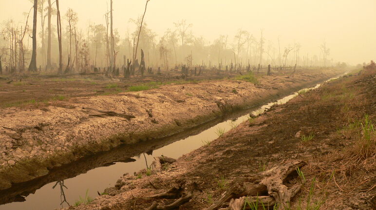 Zone de tourbières déboisées dans le centre de Kalimantan pour le projet de rizières d'un million d'hectares