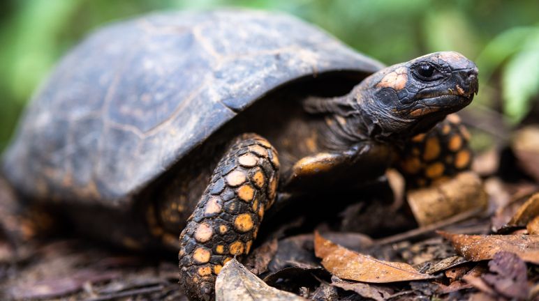 Les tortues denticulées se nourrissent de feuilles et de fruits Tortue denticulée (Chelonoidis denticulatus)