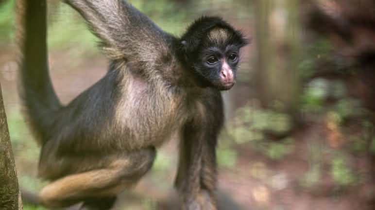 AmaZOOnico veut réintroduire trois atèles belzébuth dans leur habitat naturel Un Atèle belzébuth (Ateles belzebuth) suspendu à une branche