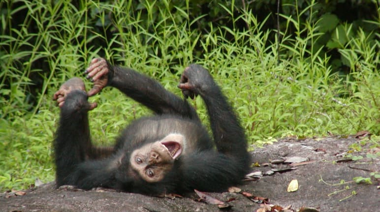 Jeune chimpanzé sur le dos en train de jouer
