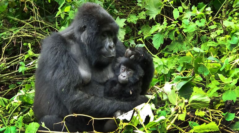Un gorille et ses petits à Virunga