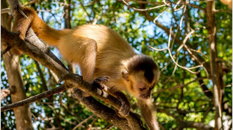 Un singe capucin de l’espèce  "Cebus kaapori" sur une branche