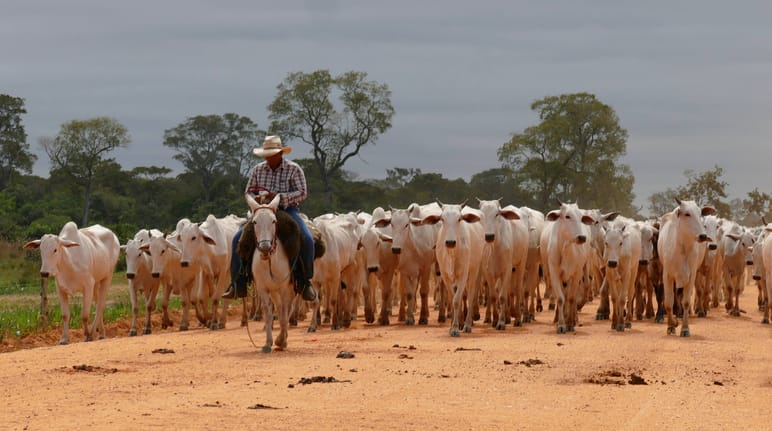 Troupeau de bovins dans l’état brésilien du Mato Grosso