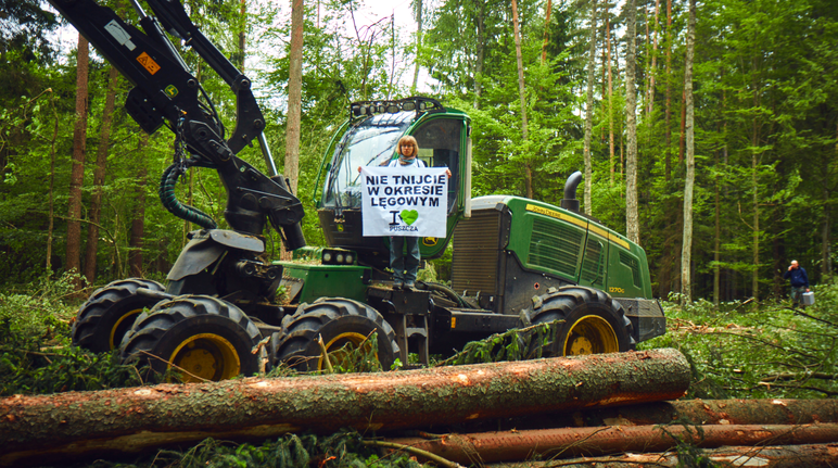 Les défenseurs de l’environnement bloquent les engins des bûcherons Protestation contre l’abattage d’arbres dans la forêt de Bialowieza, inscrite au patrimoine mondial de l'Unesco (Pologne)