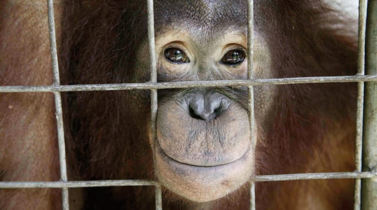 Un orang-outan dans une cage
