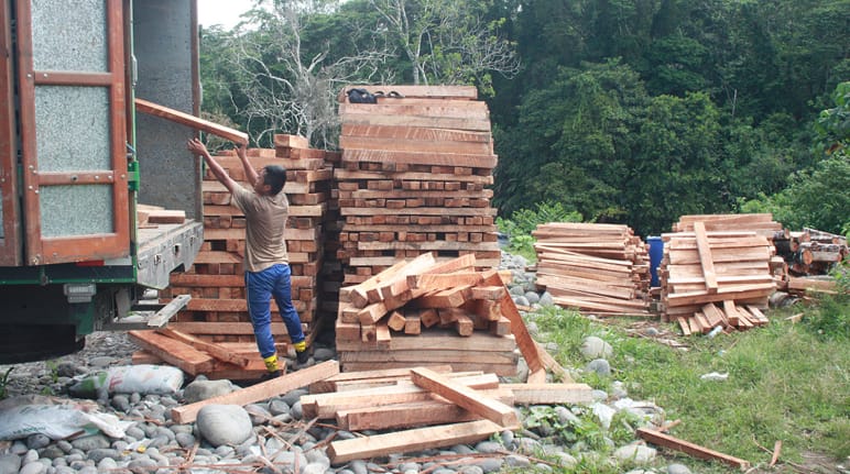 Le bois de balsa est chargé dans des camions