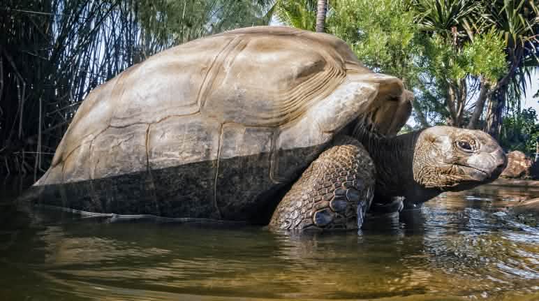 Des milliers de tortues géantes des Seychelles vivent sur l'atoll d'Aldabra Tortue géante des Seychelles (Aldabrachelys gigantea)