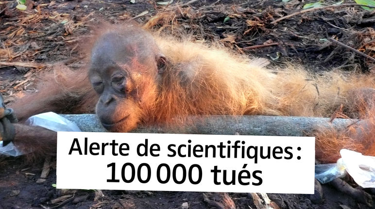 Orang-outan agonisant avec le texte "Alerte de scientifiques : 100 000 tués"