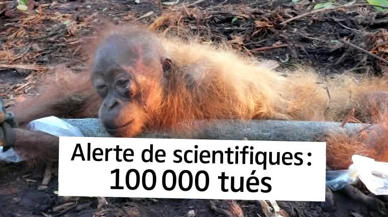 Les plantations sont synonymes de mort pour les orangs-outans Orang-outan agonisant avec le texte "Alerte de scientifiques : 100 000 tués"