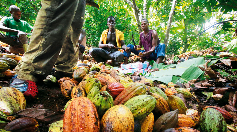 Travailleurs sur une plantation de cacao