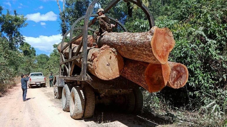 Coupe de bois illégale au Cambodge