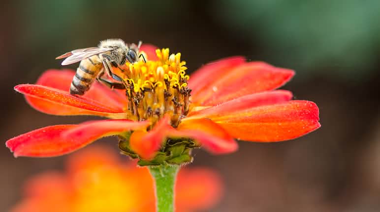 Les néonicotinoïdes menacent non seulement les abeilles domestiques mais aussi les abeilles sauvages et les bourdons Une abeille en train de butiner une fleur