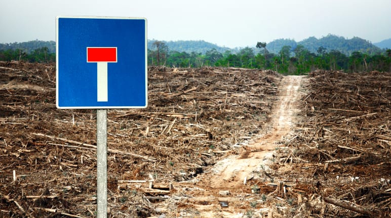 Photomontage: un panneau "voie sans issue" au bord d’un chemin au milieu d’une zone déboisée et qui mène jusqu’à une forêt tropicale encore intacte