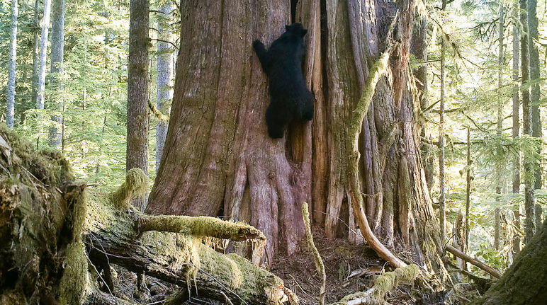 Un ours noir (Ursus americanus), aussi appelé baribal, en train de grimper à un arbre géant sur l’île de Vancouver dans la province de Colombie britannique au Canada