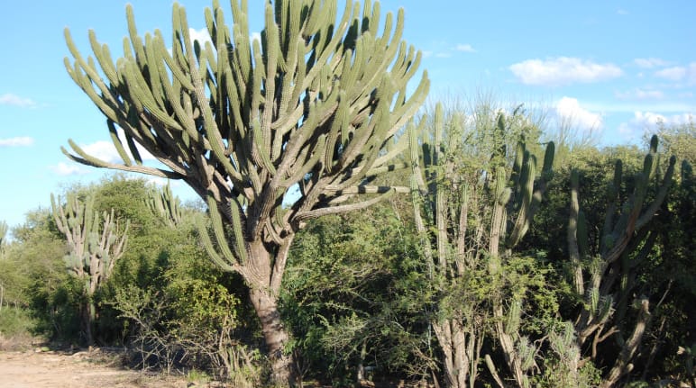 Végétation typique du Chaco avec de nombreux cactus et autres