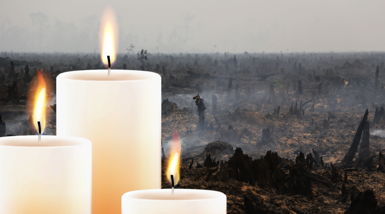 Des bougies avec en arrière-plan une forêt défrichée par le feu