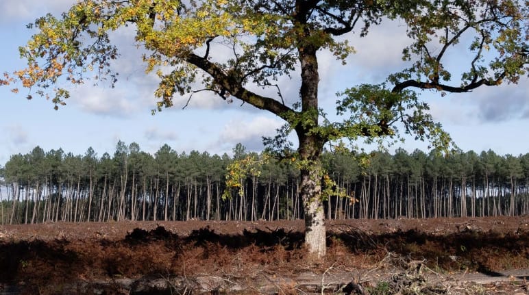 Un chêne est isolé au milieu d’une zone coupée à blanc, avec une monoculture de pins en arrière-plan