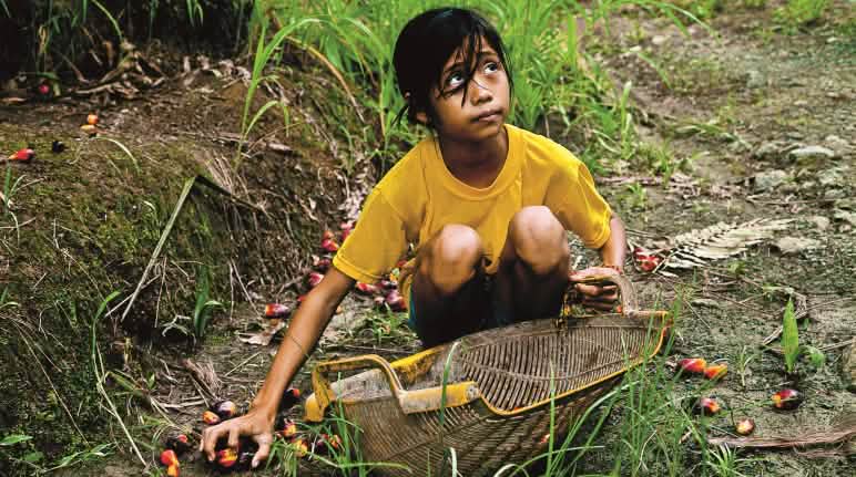 La forêt tropicale est plus importante que les profits tirés de l'huile de palme