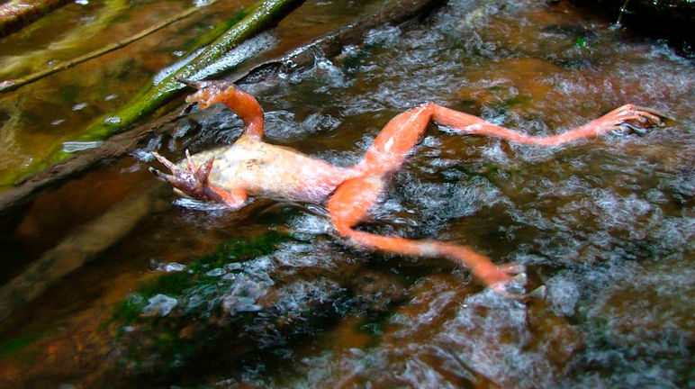 Une grenouille infectée par les chytrides