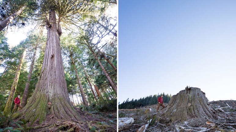 Collage - Avant / Après - Abattage dans la forêt côtière de Caycuse, Canada