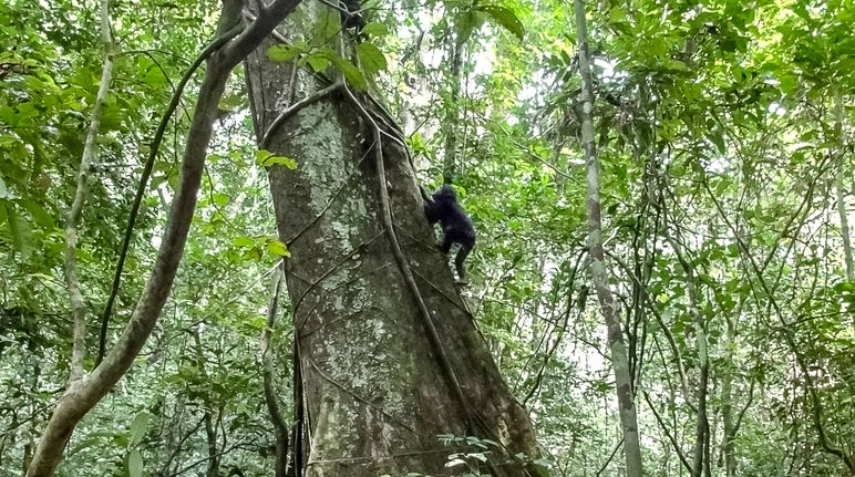Un jeune chimpanzé escalade le tronc d’un arbre dans la forêt tropicale