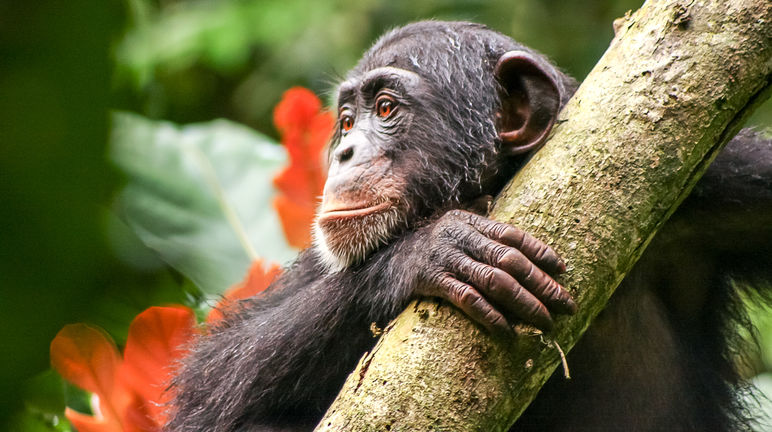 Chimpanzé au Libéria
