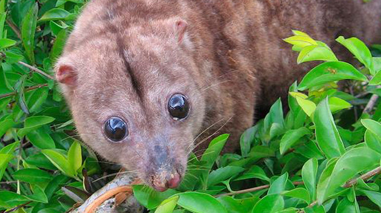 Un couscous de Woodlark, petit marsupial endémique à l’île de Papouasie-Nouvelle-Guinée, regarde apeuré.