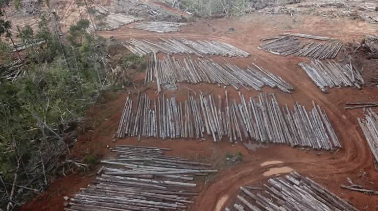 Les déboisements pour la plus grande plantation d’huile de palme du monde ont commencé en Papouasie Déboisement pour la plantation de palmiers à huile de PT Digoel Agri en Papouasie
