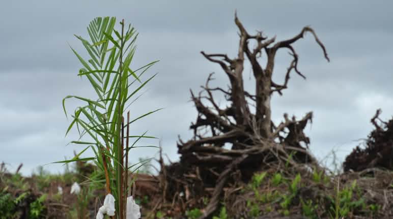 La forêt malaisienne est détruite pour la culture de l’huile de palme Tourbière défrichée pour une plantation de palmiers à huile au Sarawak (Malaisie)