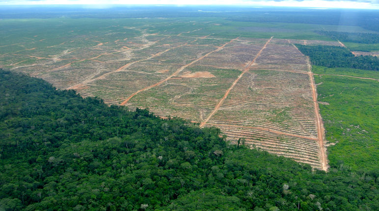 Photo aérienne d’un défrichage au profit de l’huile de palme au Pérou