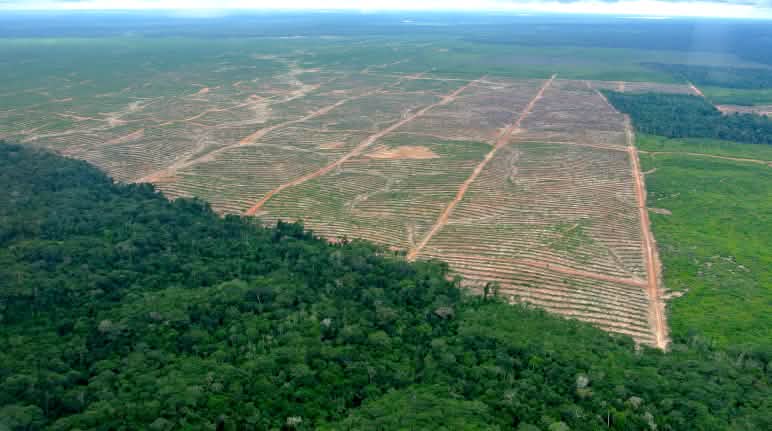 Déboisement au profit de l’huile de palme : l’agriculture est la principale cause de la déforestation Photo aérienne d’un défrichage au profit de l’huile de palme au Pérou