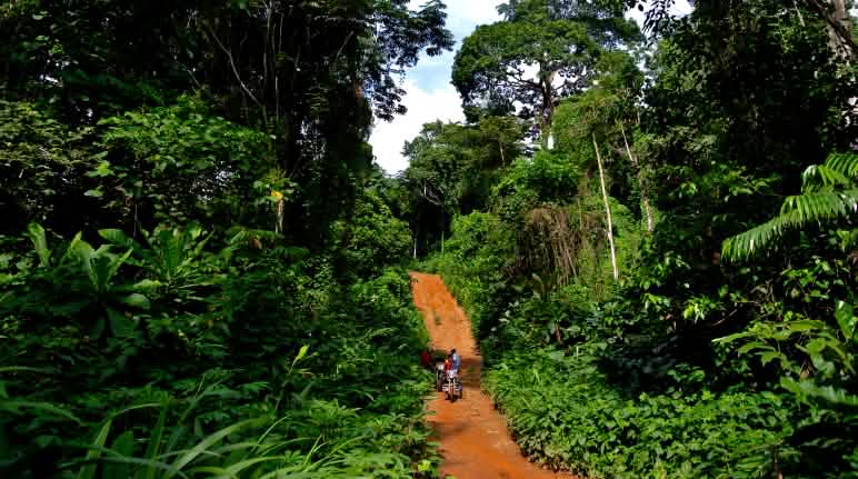Les routes menant à des forêts auparavant inaccessibles sont souvent le point de départ de destructions à grande échelle Une piste en plein cœur de la forêt tropicale dans le Parc national de Cross River