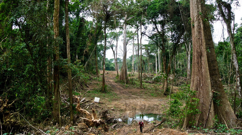 Une bande de forêt doit être rasée pour la construction d'une autoroute