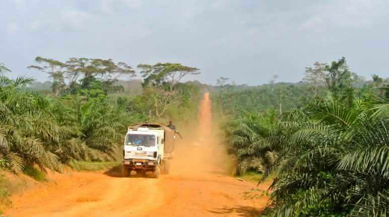 La forêt tropicale, dont l’habitat des chimpanzés, a été détruite au profit des plantations de palmiers à huile au Liberia Un camion traverse une plantation de palmiers à huile au Liberia
