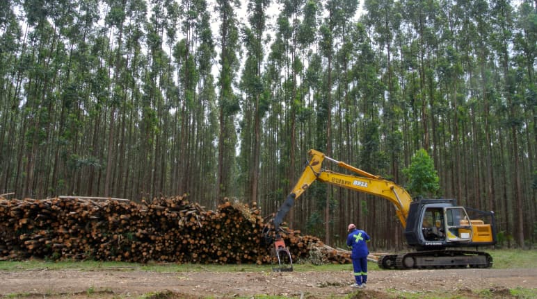 Récolte dans une plantation d’eucalyptus en Afrique du Sud