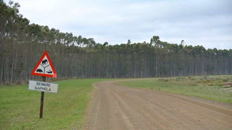 Plantation industrielle d’arbres en Afrique du Sud